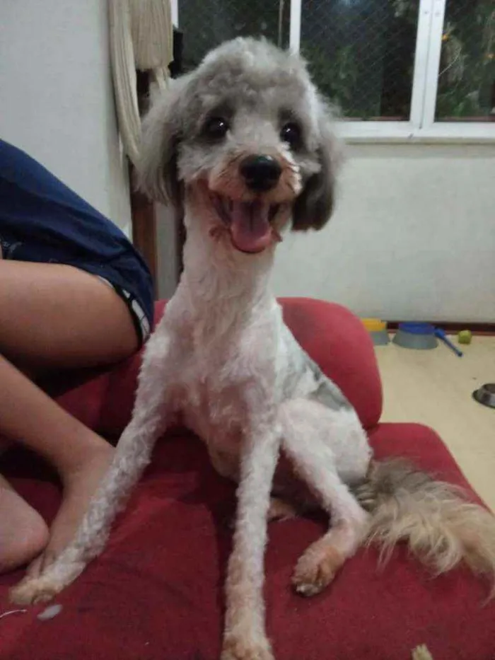 Cachorro ra a Poodle idade 3 anos nome Smokey