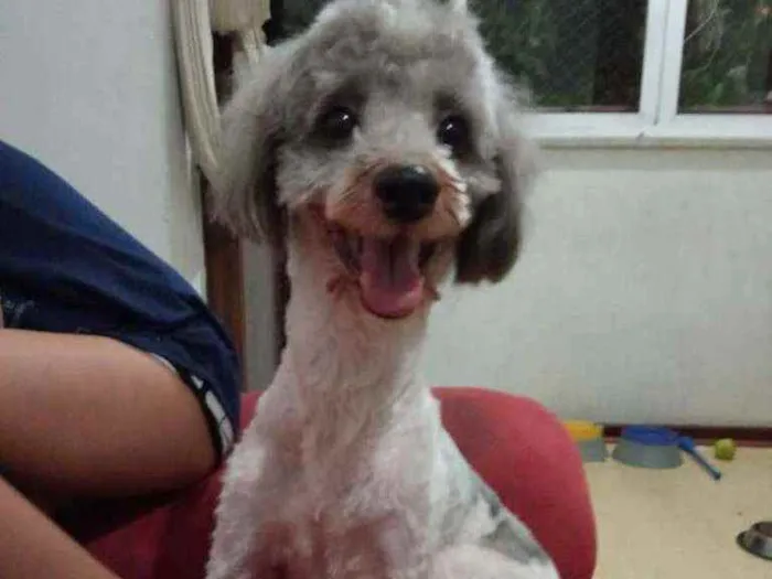 Cachorro ra a Poodle idade 3 anos nome Smokey