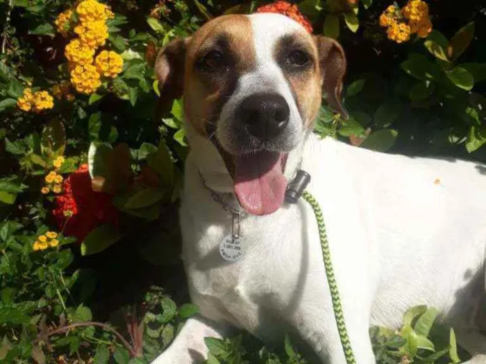 Cachorro raça SRD idade 5 anos nome Gayl