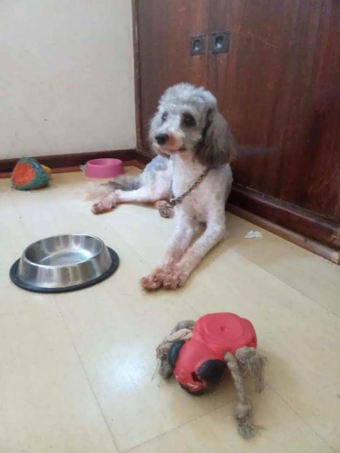 Cachorro ra a Poodle idade 3 anos nome Smokey