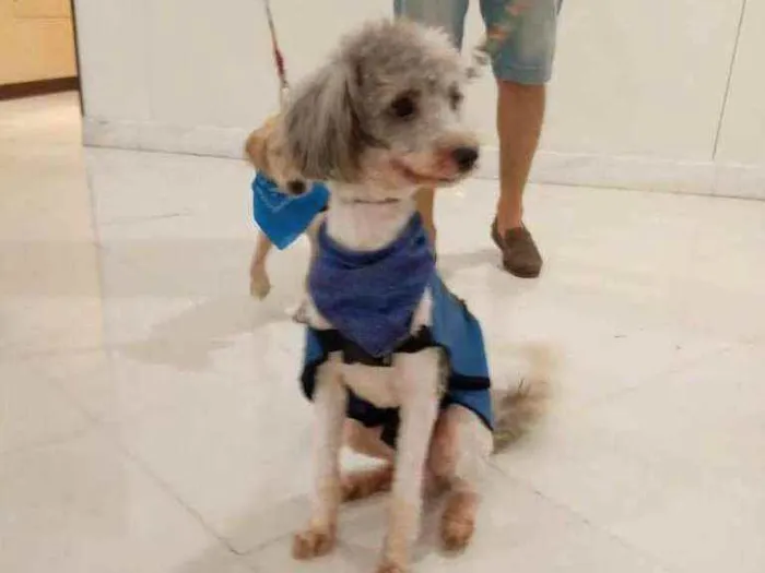 Cachorro ra a Poodle idade 3 anos nome Smokey