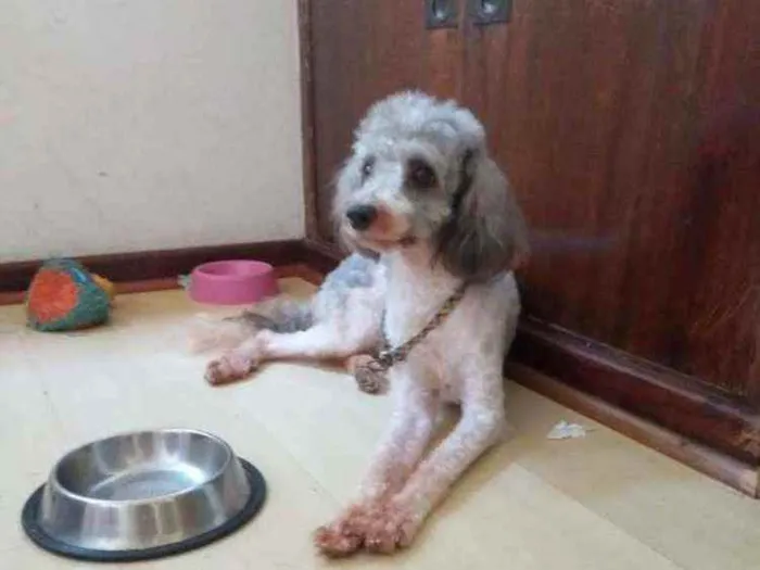Cachorro ra a Poodle idade 3 anos nome Smokey