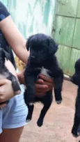 Cachorro raça Lindinha idade Abaixo de 2 meses nome Filhotinho 60 dias