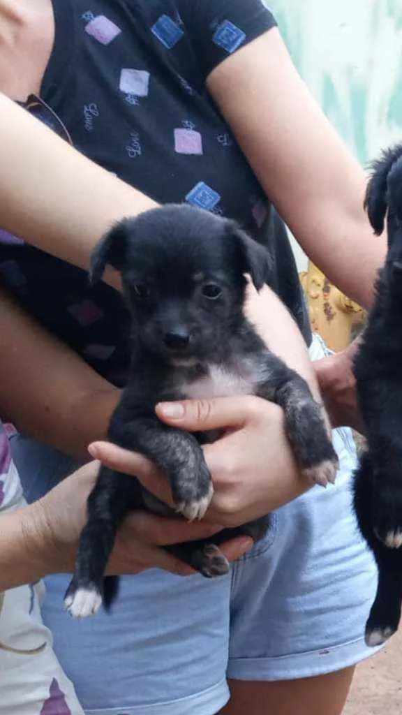 Cachorro ra a Lindinha idade Abaixo de 2 meses nome Filhote pequeno port