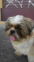 Cachorro raça Shitzu idade 5 anos nome Chocolate