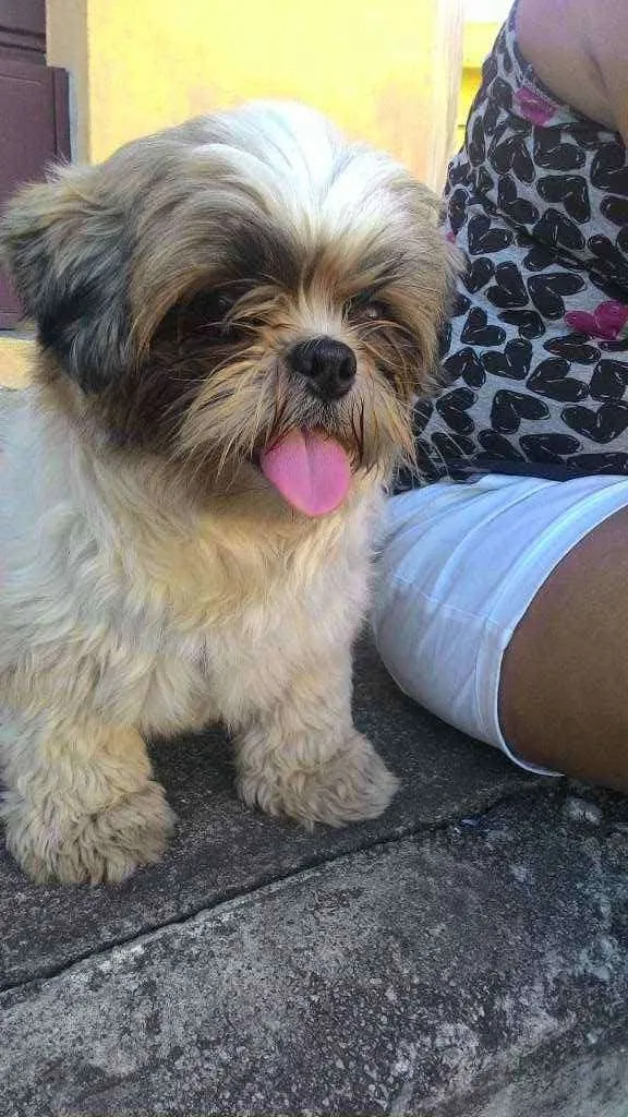 Cachorro raça Shitzu idade 5 anos nome Chocolate