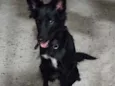 Kitara