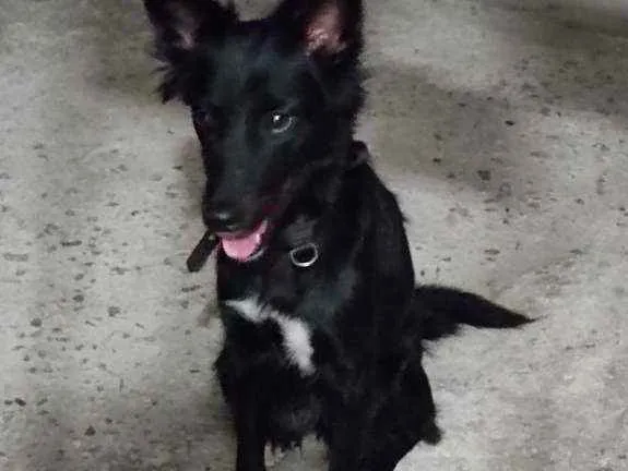 Cachorro ra a Vira lata  idade 1 ano nome Kitara
