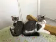 Gato raça Srd idade 2 a 6 meses nome Tico e Nuno