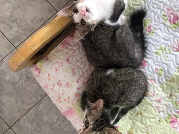 Gato raça Srd idade 2 a 6 meses nome Tico e Nuno