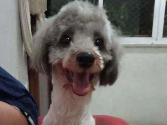 Cachorro ra a Poodle idade 3 anos nome Smokey