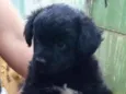 Cachorro raça Lindinha idade Abaixo de 2 meses nome Filhotinho 60 dias