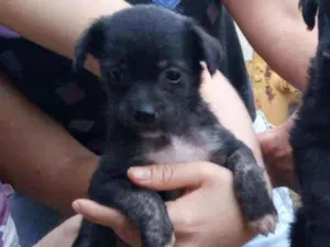 Cachorro raça Lindinha idade Abaixo de 2 meses nome Filhote pequeno port