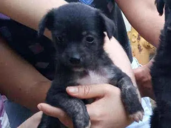 Cachorro ra a Lindinha idade Abaixo de 2 meses nome Filhote pequeno port