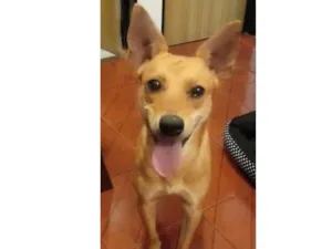 Cachorro raça Srd idade 7 a 11 meses nome Bella