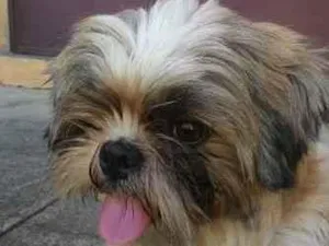 Cachorro raça Shitzu idade 5 anos nome Chocolate