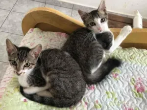 Gato raça Srd idade 2 a 6 meses nome Tico e Nuno