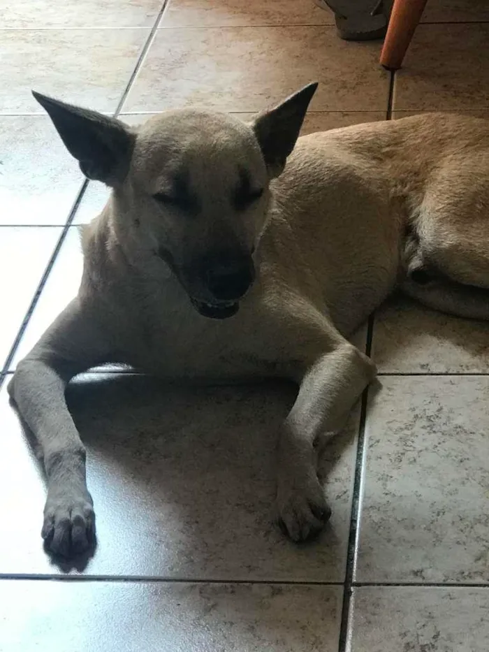 Cachorro raça Vira lata idade 2 anos nome Badu