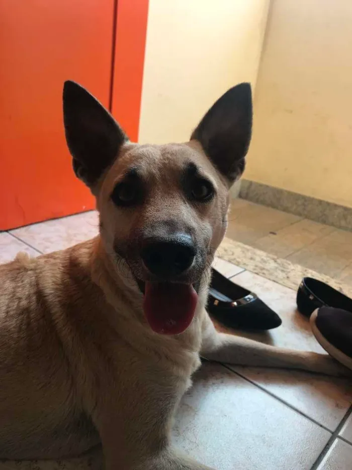 Cachorro raça Vira lata idade 2 anos nome Badu