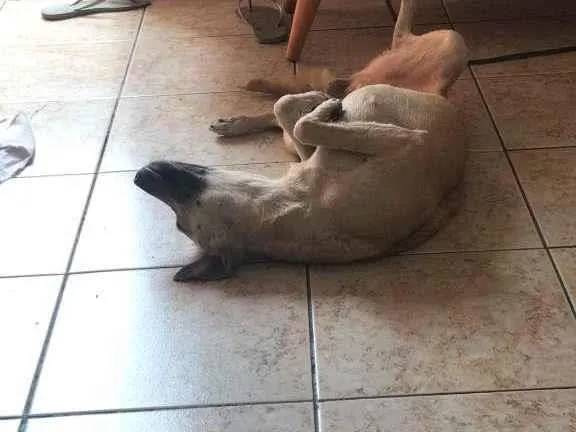 Cachorro raça Vira lata idade 2 anos nome Badu