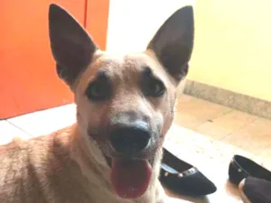 Cachorro raça Vira lata idade 2 anos nome Badu