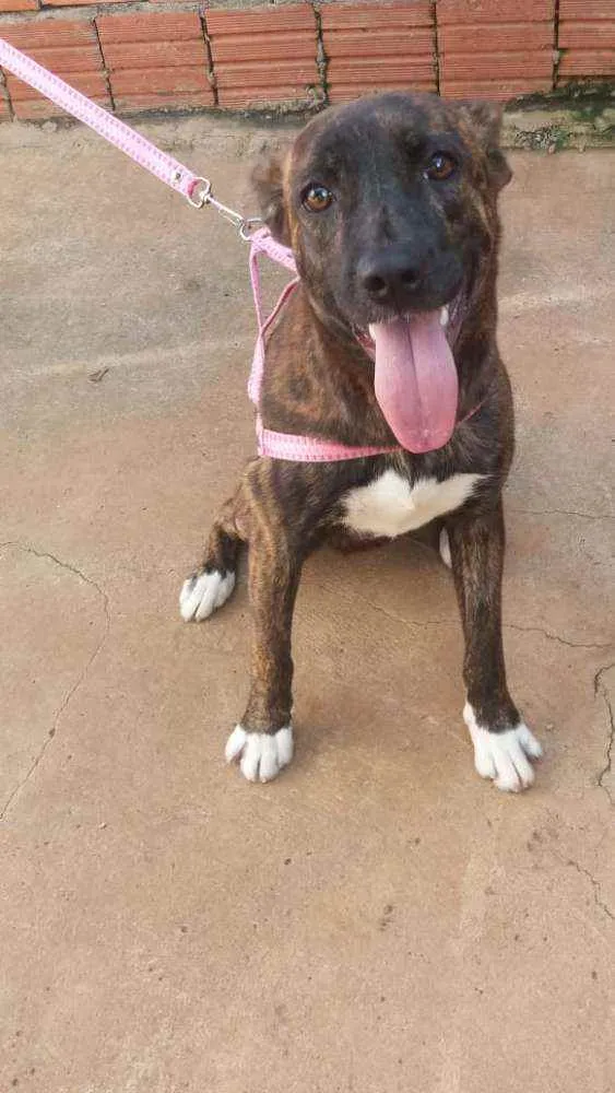 Cachorro raça RND idade 1 ano nome Chica