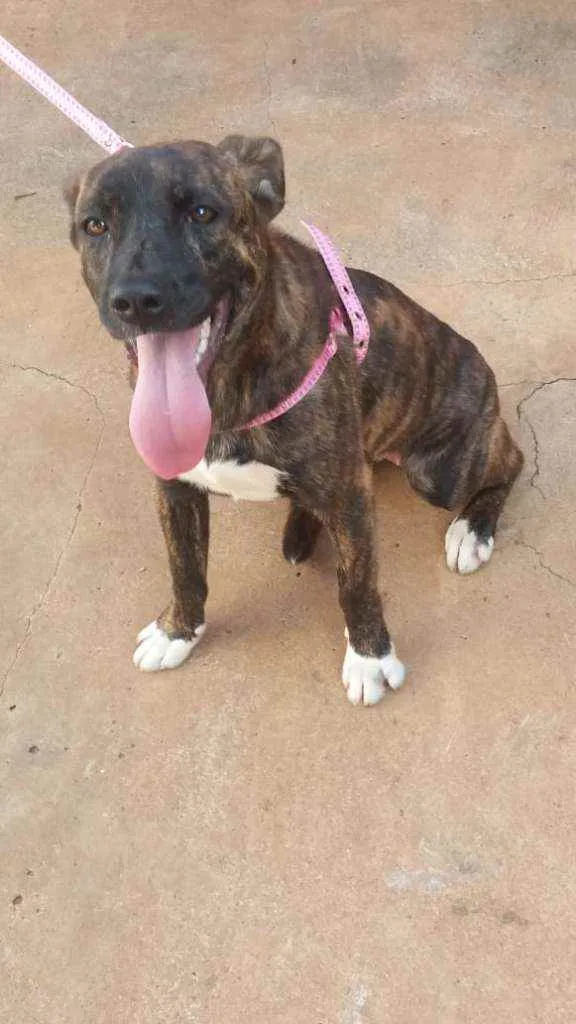 Cachorro raça RND idade 1 ano nome Chica