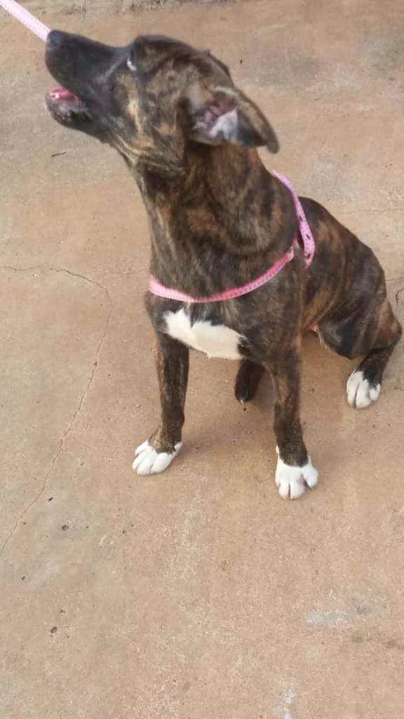 Cachorro raça RND idade 1 ano nome Chica