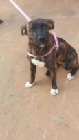 Cachorro raça RND idade 1 ano nome Chica