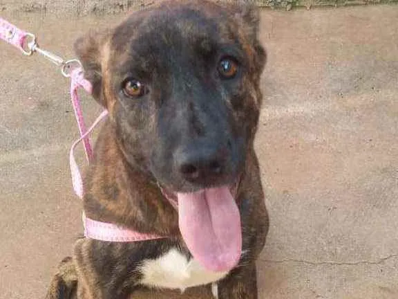 Cachorro raça RND idade 1 ano nome Chica