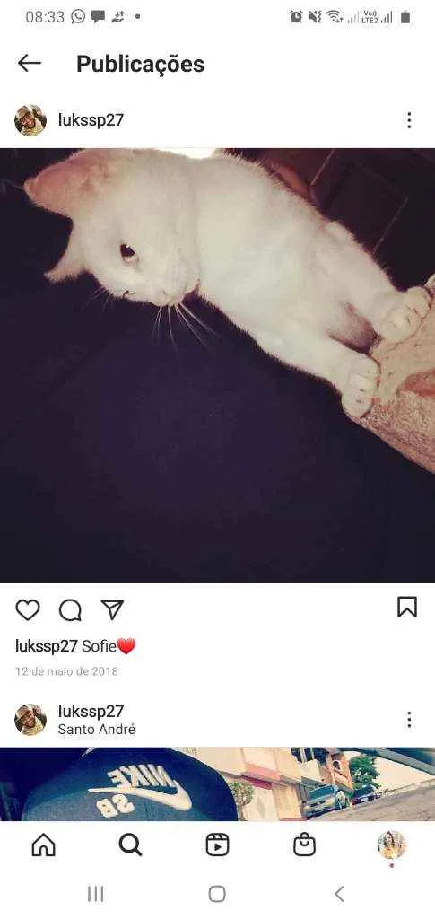 Gato ra a Angorá  idade 4 anos nome Sofie/ Tom
