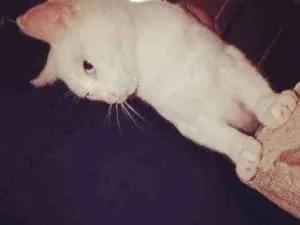 Gato raça Angorá  idade 4 anos nome Sofie/ Tom