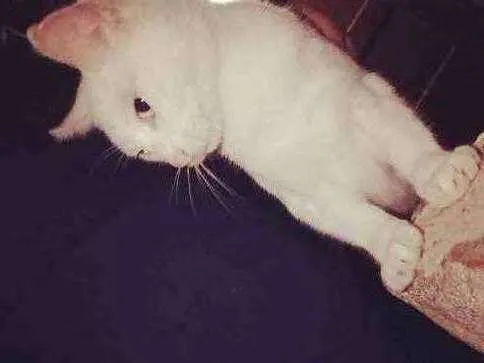 Gato ra a Angorá  idade 4 anos nome Sofie/ Tom