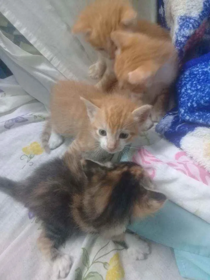 Gato ra a Viralata idade Abaixo de 2 meses nome Du, Dudu, Edu e nega