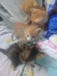 Du, Dudu, Edu e nega