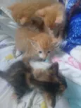 Du, Dudu, Edu e nega