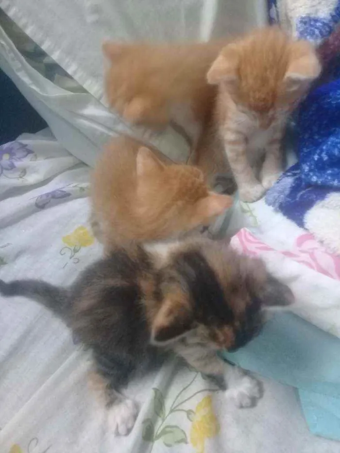 Gato ra a Viralata idade Abaixo de 2 meses nome Du, Dudu, Edu e nega