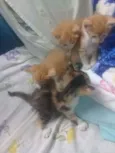 Du, Dudu, Edu e nega