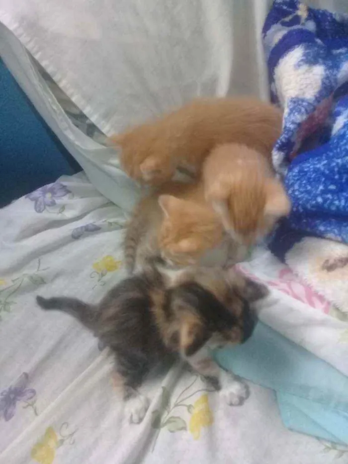 Gato ra a Viralata idade Abaixo de 2 meses nome Du, Dudu, Edu e nega