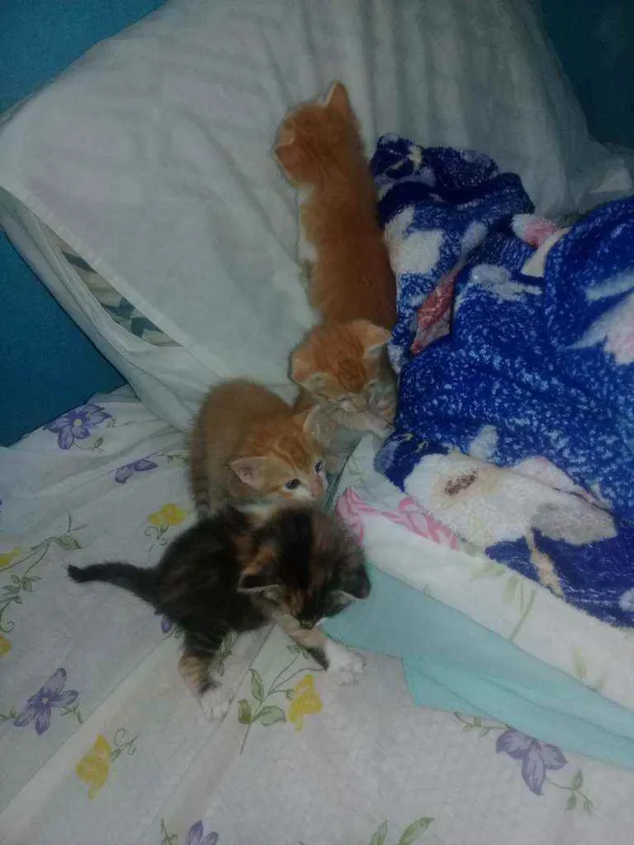 Gato ra a Viralata idade Abaixo de 2 meses nome Du, Dudu, Edu e nega