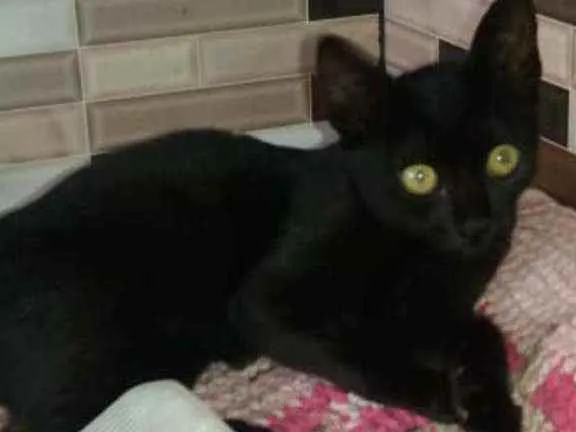 Gato raça Srd idade Abaixo de 2 meses nome Não tem nome 