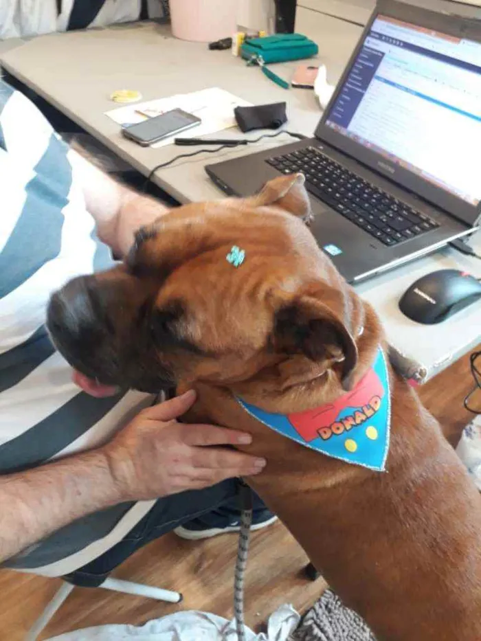 Cachorro ra a Boxer idade  nome Bruce
