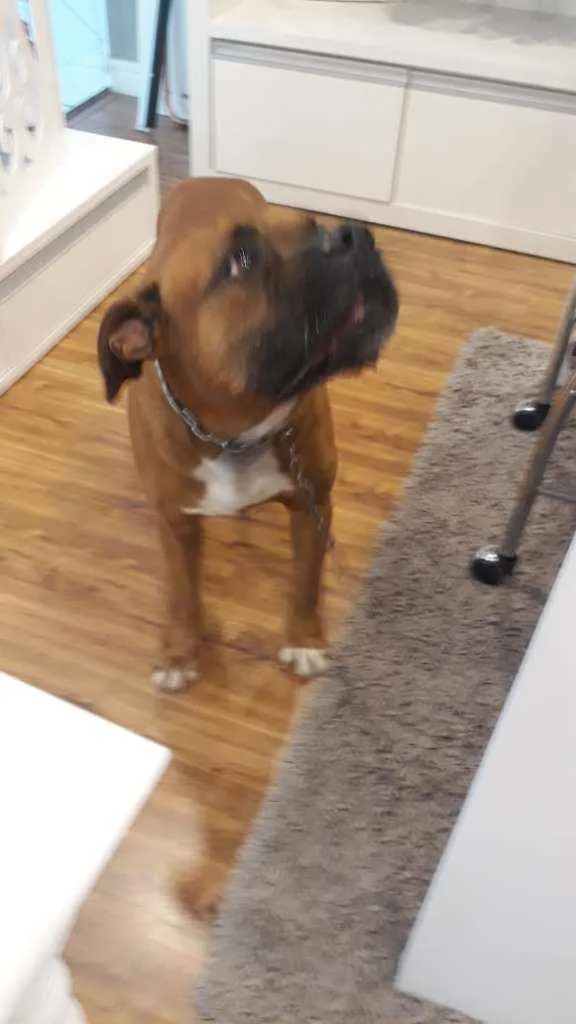 Cachorro ra a Boxer idade  nome Bruce