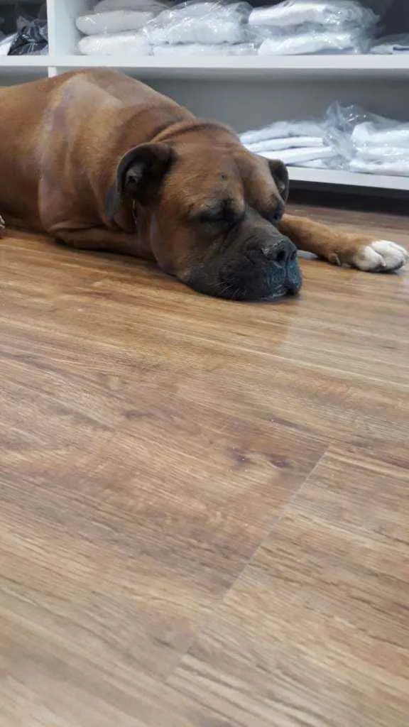 Cachorro ra a Boxer idade  nome Bruce