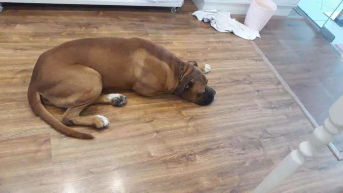 Cachorro ra a Boxer idade  nome Bruce