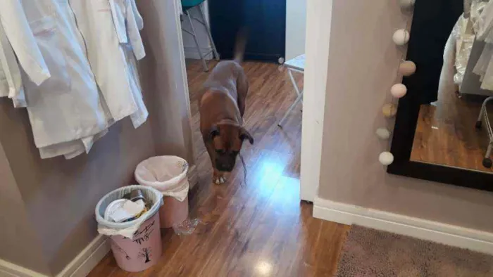 Cachorro ra a Boxer idade  nome Bruce
