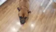 Bruce