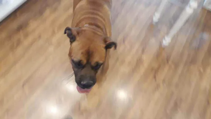 Cachorro ra a Boxer idade  nome Bruce