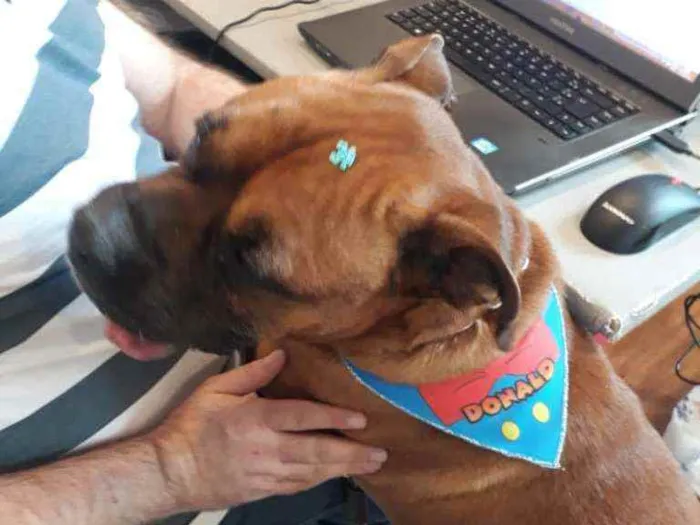 Cachorro ra a Boxer idade  nome Bruce