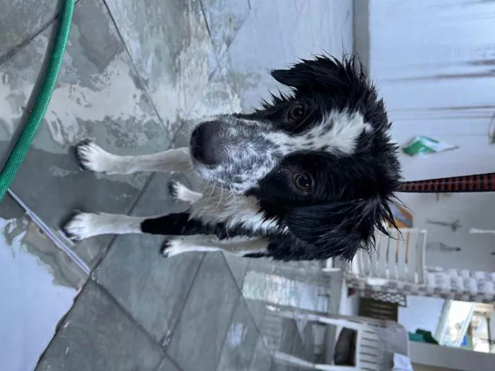 Cachorro ra a Srd idade 7 a 11 meses nome Sansão 